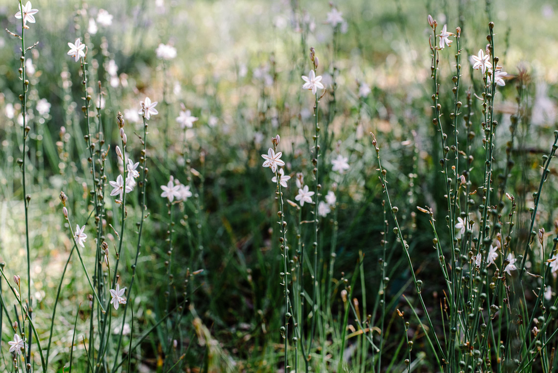 THA wildflowers