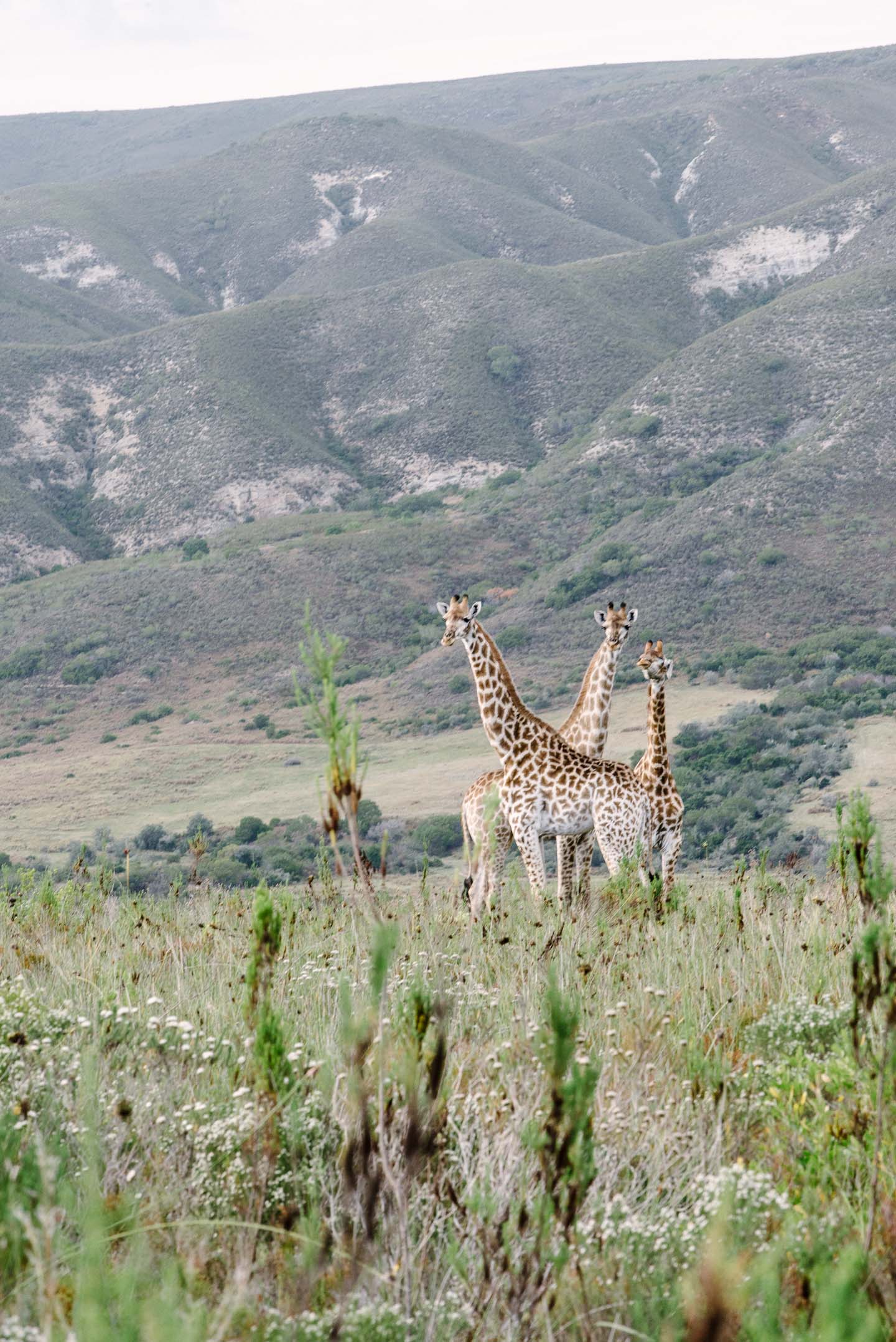 GondwanaGameSouthAfricaChristinaSoong-63