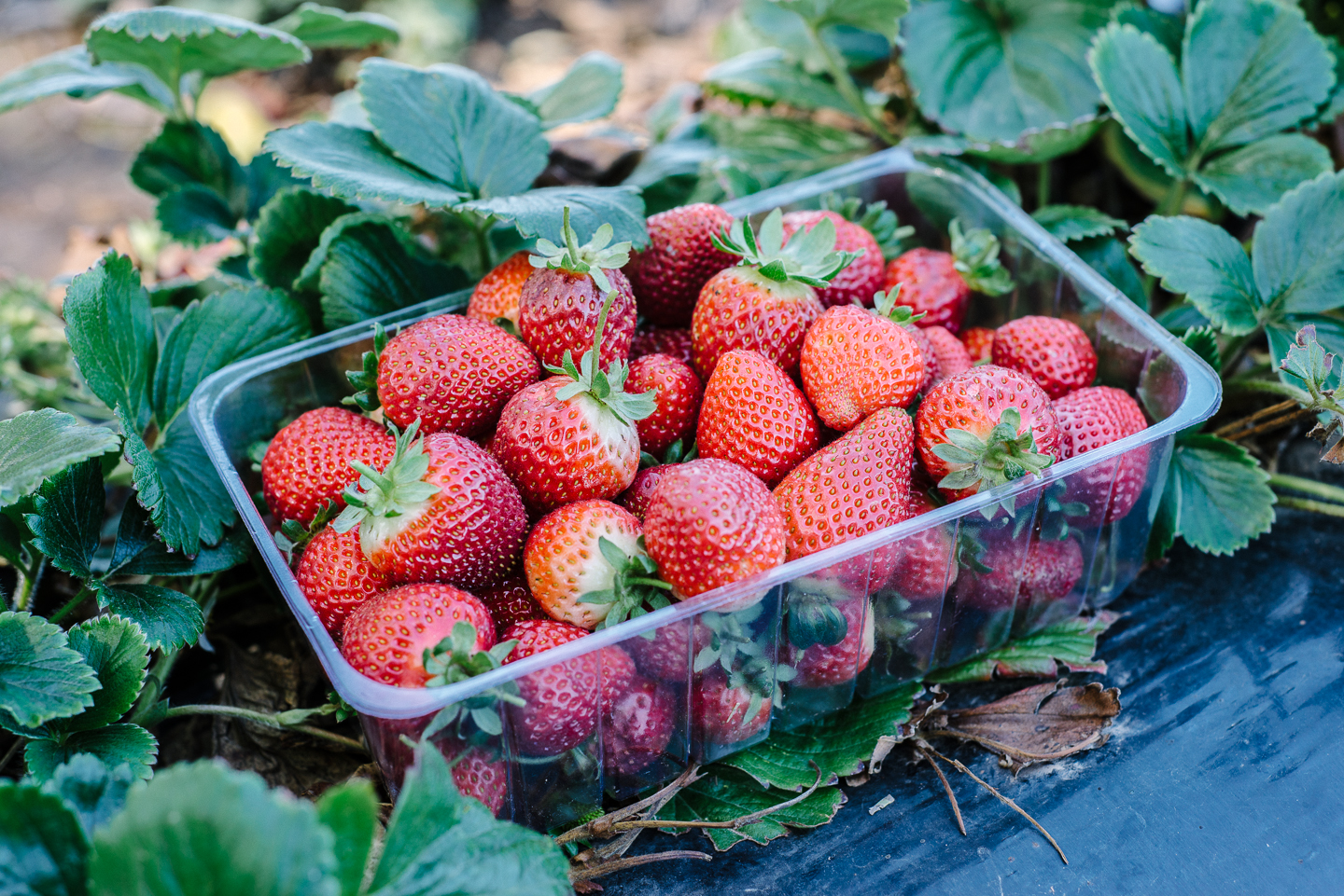 Strawberries at the Beerenberg Strawberry Farm 2 by Christina Soong