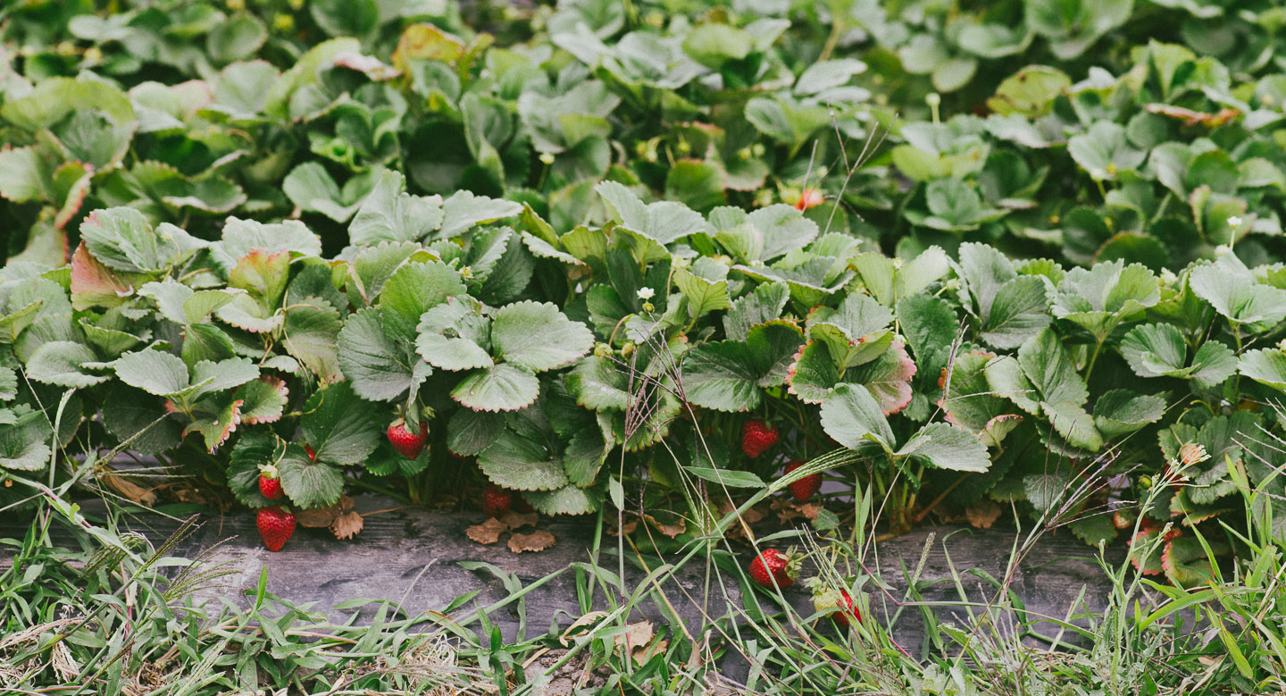 Strawberry_Picking_Strawberry_Mousse.ChristinaSoong-1