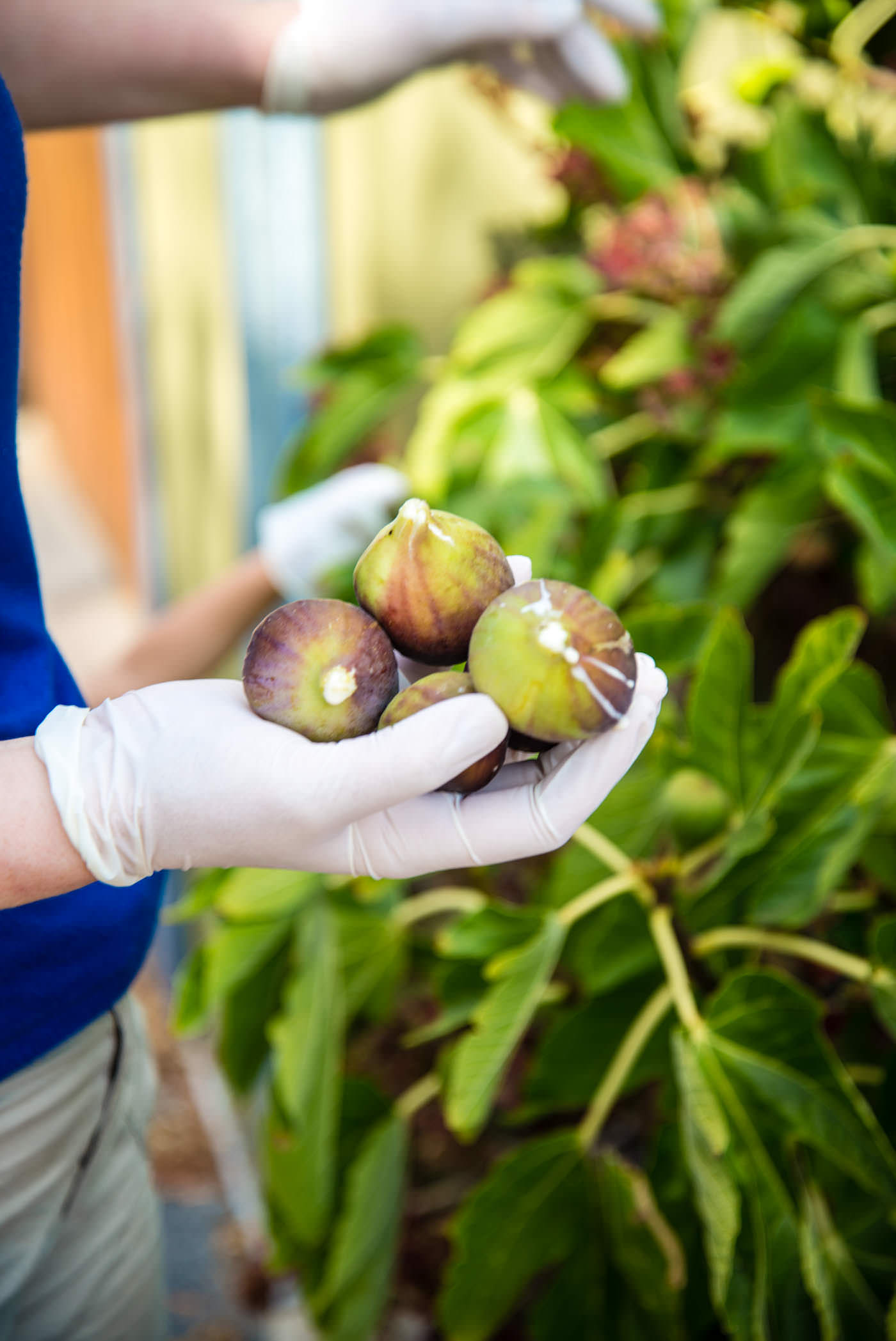 Picking figs