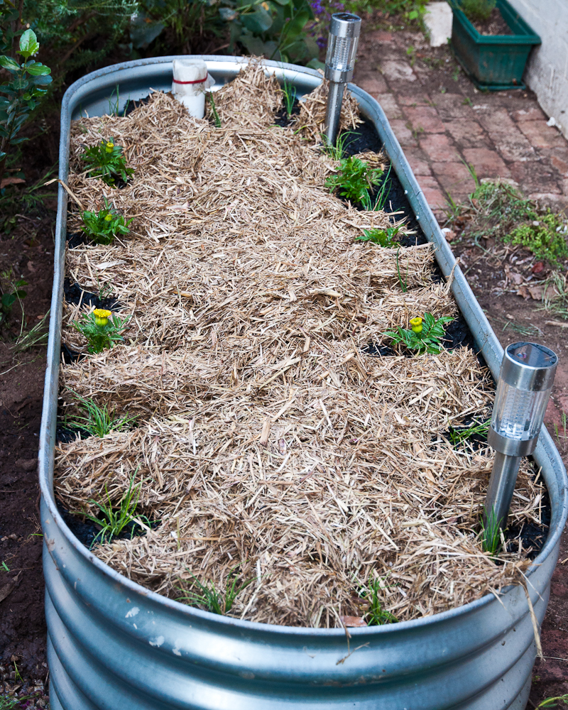 Wicking bed by She Cooks She Gardens