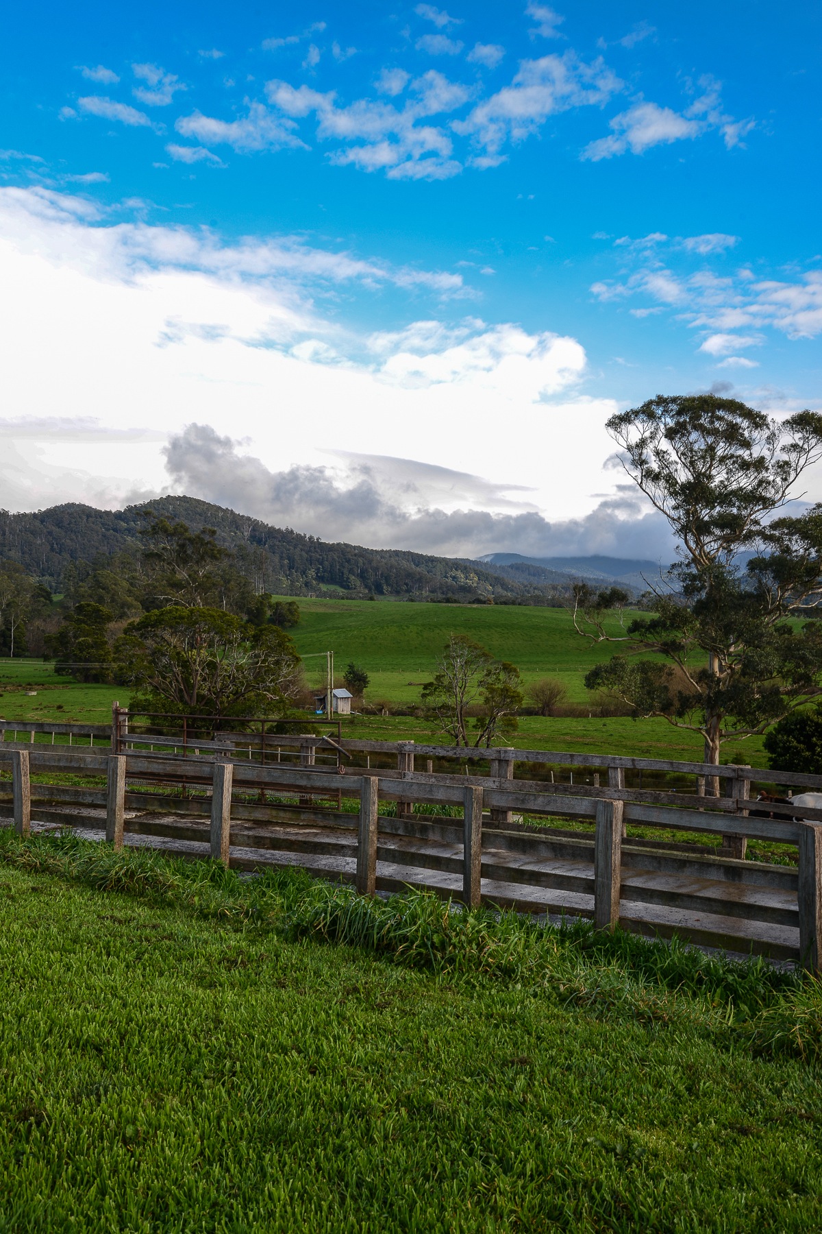 Pyengana Dairy Farm